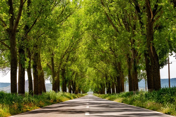 Beautiful road like a tunnel through the green trees in the summer, Dobrogea, Romania