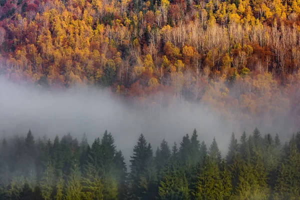 Suyun üzerinde altın ve bakır renkli ağaçlar ve sabah sisiyle güzel sonbahar manzarası, Sfanta Ana Gölü, Harghita, Romanya