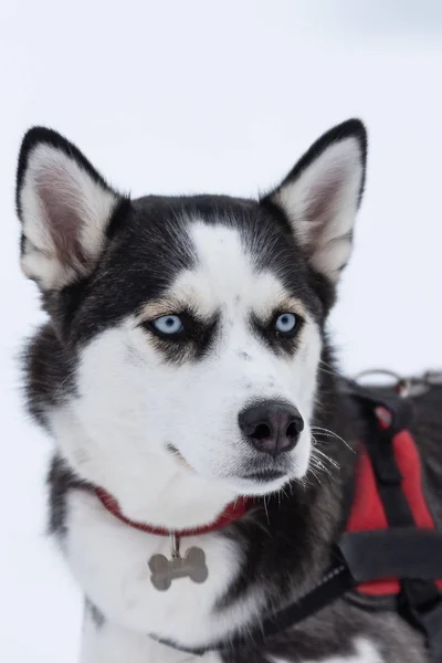 Belo Retrato Malamut Husky Siberiano Participando Concurso Corridas Trenó Cães — Fotografia de Stock