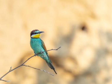 European Bee-eater, beautiful colored bird sitting on a twig, Merops apiaster, Dobrogea, Romania