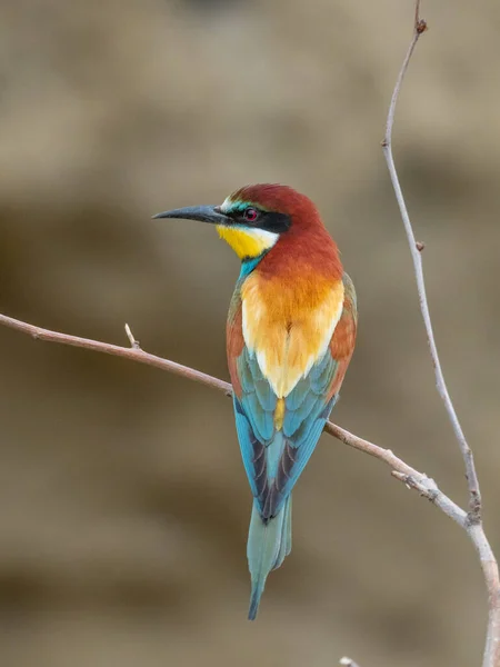 European Bee Eater Beautiful Colored Bird Sitting Twig Merops Apiaster — ストック写真