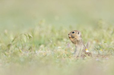 Romanya 'nın Dobrogea kentindeki Spermophilus citellus adlı yeşil çimlerin üzerinde duran ve yiyen sevimli Avrupalı yer sincabı