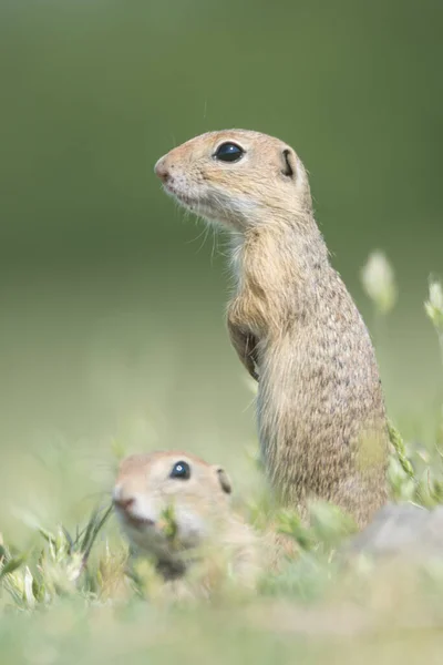  Romanya 'nın Dobrogea kentindeki Spermophilus citellus adlı yeşil çimlerin üzerinde durup izleyen iki sevimli Avrupalı yer sincabı