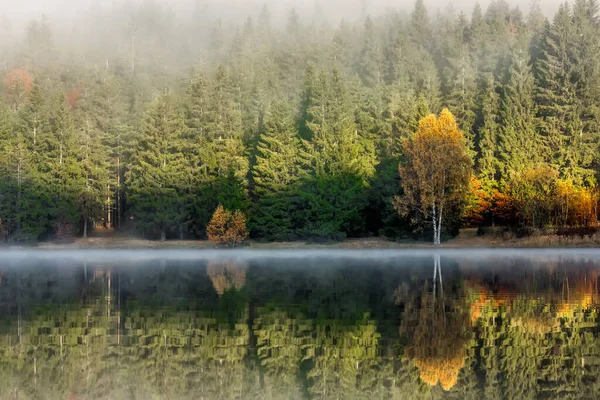 Beau Paysage Automne Avec Des Arbres Dorés Cuivrés Dans Brume — Photo