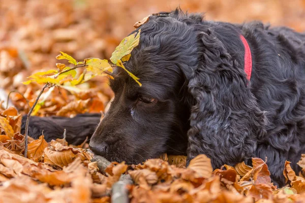 Beautiful Black Young Cocker Spaniel Playing Autumn Landscape Copper Dry — Stok fotoğraf
