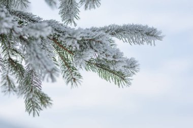 Karla kaplı yeşil köknar dalı, kış, Tusnad, Romanya