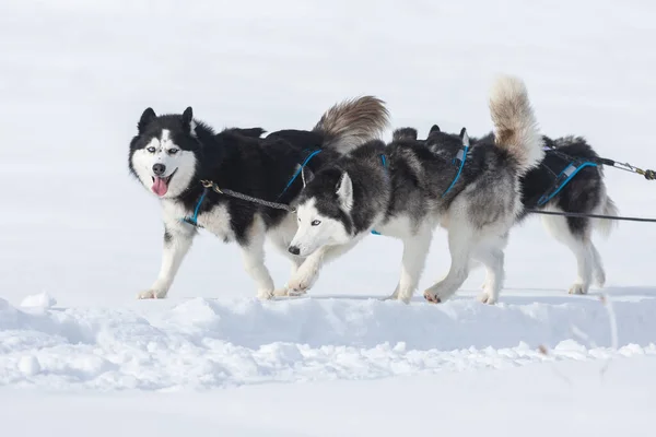 犬ぞり競技会に参加するシベリアのハスキーとマラマット トスナド ルーマニア — ストック写真