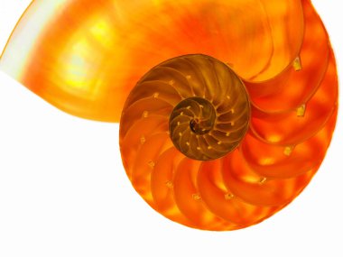 Beyaz arkaplanda turuncu bir kabuğa yakın dur.