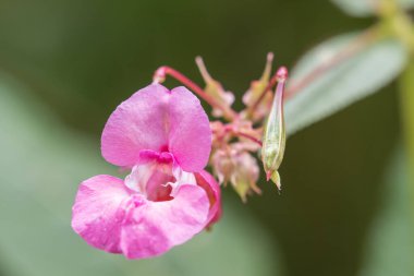 Yeşil arka plandaki güzel, pembe bir çiçeğe yaklaş, Impatiens, Balsaminaceae