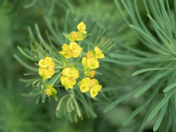 Nahaufnahme Einer Schönen Gelben Wildblume Auf Grünem Hintergrund — Stockfoto