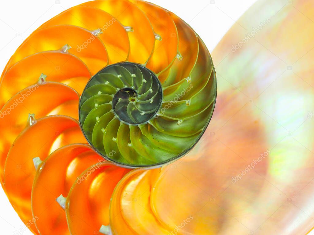 Close up of a beautiful nautilus orange shell on a white background
