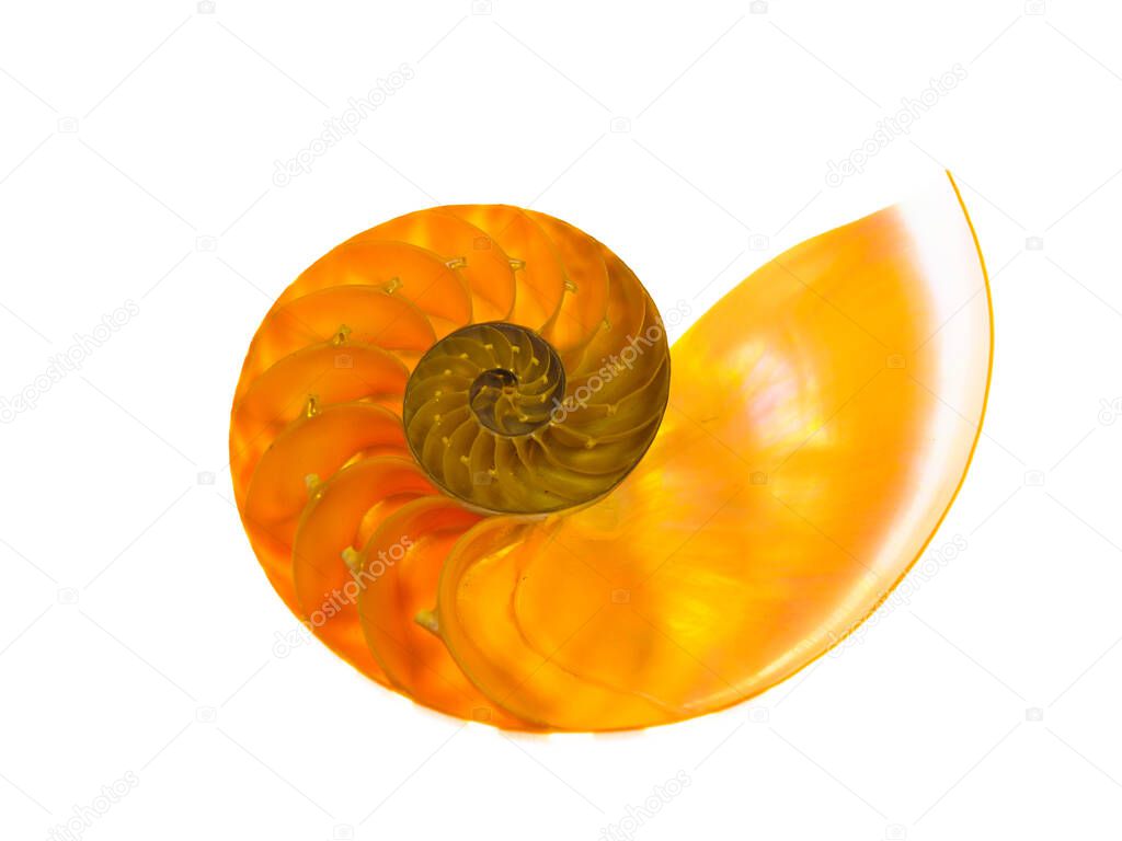 Close up of a beautiful nautilus orange shell on a white background