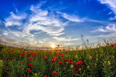 Haşhaş, Dobrogea ve Romanya ile dolu yeşil bir yaz tarlasının üzerinde beyaz bulutlarla güzel bir günbatımı gökyüzü