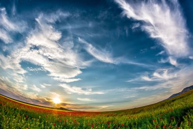 Haşhaş, Dobrogea ve Romanya ile dolu yeşil bir yaz tarlasının üzerinde beyaz bulutlarla güzel bir günbatımı gökyüzü