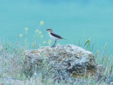 Yeşil arka planda kayadaki güzel dişi kuş Isabelline Wheatear, Oenanthe isabellina, Dobrogea, Romanya