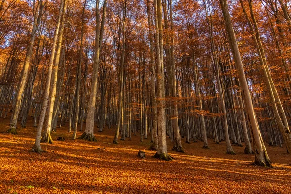 Hermoso Paisaje Bosque Con Árboles Altos Follaje Hojas Otoño Sfanta — Foto de Stock