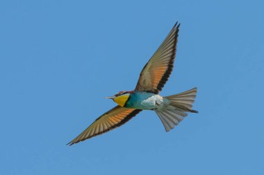 Avrupa Arı Yiyen, mavi gökyüzünde uçan güzel renkli kuş, Merops apiaster, Dobrogea, Romanya