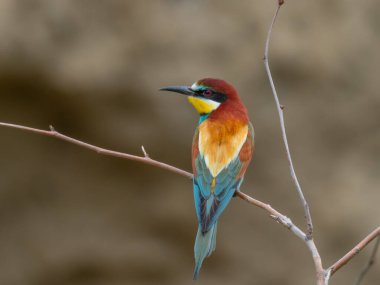 European Bee-eater, beautiful colored bird sitting on a twig, Merops apiaster, Dobrogea, Romania