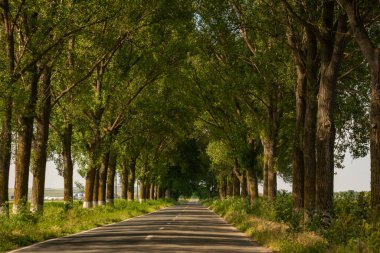 Yazın yeşil ağaçların arasında bir tünel gibi güzel bir yol, Dobrogea, Romanya