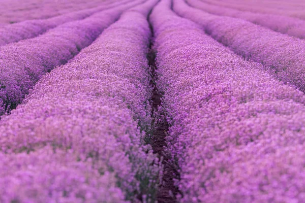 Beautiful pattern of a lavander field in blossom in the summer time, Gorun, Bulgaria