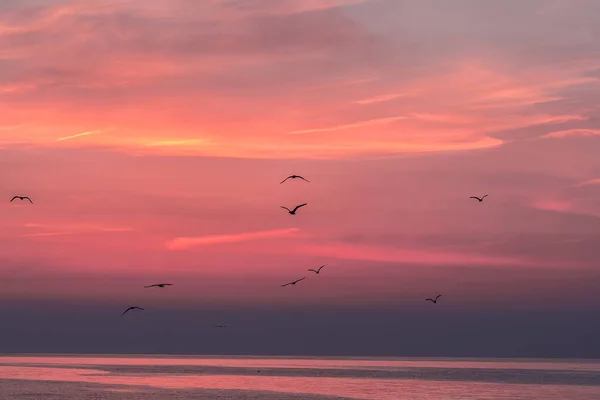 Hermoso Cielo Del Amanecer Sobre Mar Con Siluetas Aves Voladoras — Foto de Stock