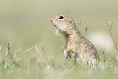 Şirin Avrupa yer sincabı yeşil çimlerin üzerinde dikilip izliyor, Spermophilus citellus.