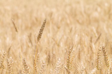 Romanya, buğday kulaklı güzel altın buğday tarlası