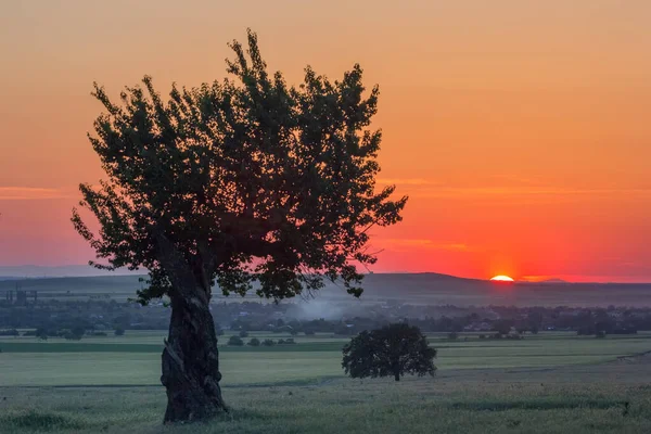 Belas Árvores Uma Cena Rural Pôr Sol Verão Dobrogea Romênia — Fotografia de Stock