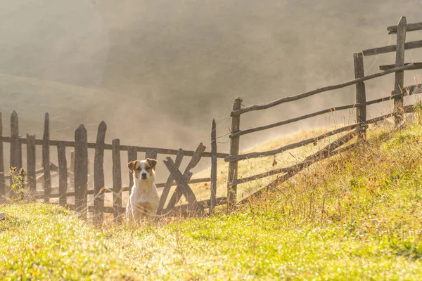 Krásný Zatoulaný Pes Stojící Pozorující Ranním Světle Venkov — Stock fotografie