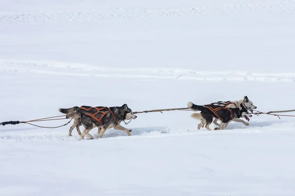 犬ぞりレースのコンテスト トスナド ルーマニアに参加するシベリアのハスキーとマラマットのパック — ストック写真