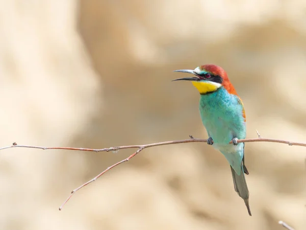 European Bee Eater Beautiful Colored Bird Sitting Twig Merops Apiaster — ストック写真