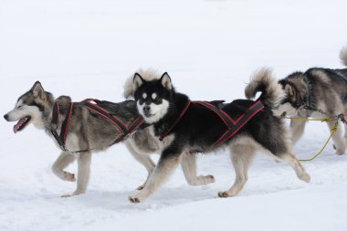 Romanya 'nın Tusnad kentinde düzenlenen köpek kızağı yarışına bir paket Sibiryalı köpek ve malamut katılıyor.