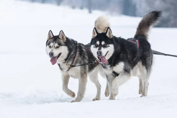 犬ぞりレースのコンテスト トスナド ルーマニアに参加するシベリアのハスキーとマラマットのパック — ストック写真