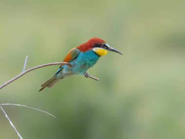 European Bee-eater, beautiful colored bird sitting on a twig, Merops apiaster, Dobrogea, Romania