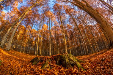 Beautiful view of a forest with trees and foliage autumn leaves, Sfanta Ana, Harghita County, Romania
