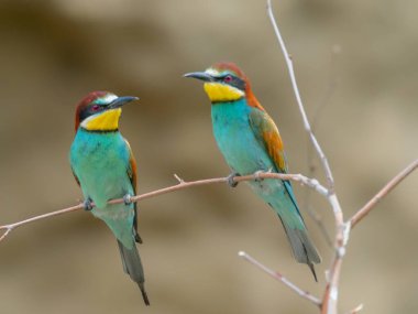 Güzel renkli bir çift arı yiyici, Merops apiaster, Dobrogea, Romanya