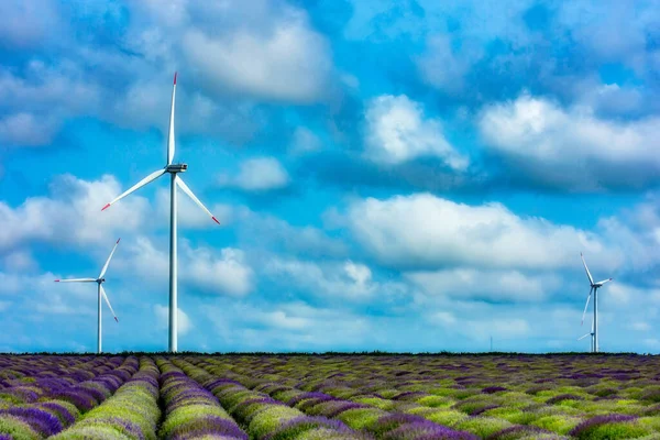 美丽的天空 白云笼罩着薰衣草和风力涡轮机 保加利亚戈伦 — 图库照片