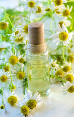 yağı papatya özü ile