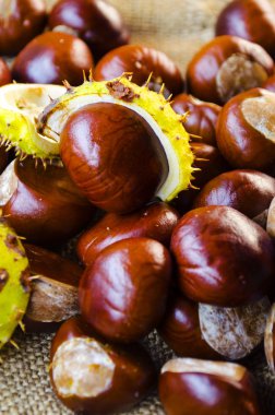 birçok kestane portre