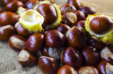 birçok kestane portre