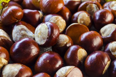 birçok kestane portre