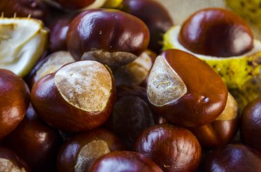 birçok kestane portre