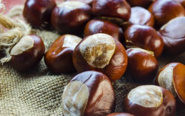 birçok kestane portre