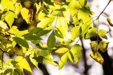 yapraklar sonbaharda ağaçların