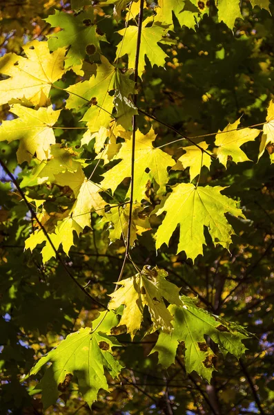 Feuillage des arbres en automne — Photo