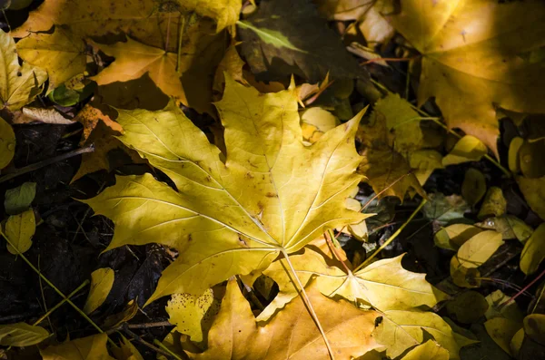 Liści drzew jesienią — Zdjęcie stockowe
