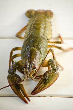 Beyaz bir arka plan üzerinde canlı kanser