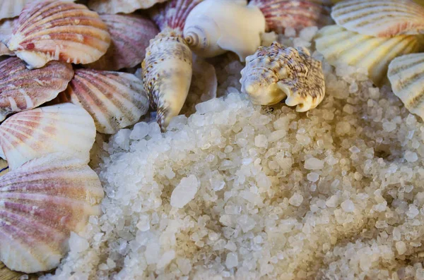 Sea salt and seashells — Stock Photo, Image