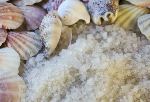Sea salt and seashells Royalty Free Stock Images