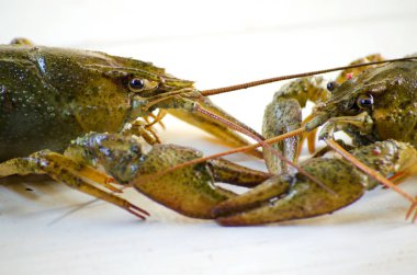 Beyaz bir arka plan üzerinde canlı kanser